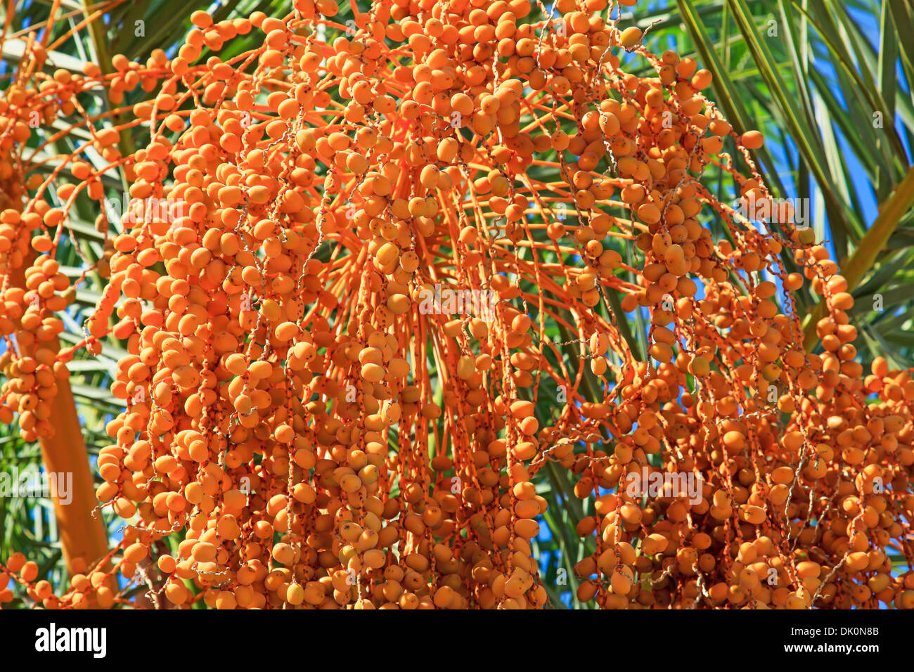 Datum Früchte Cluster hängt an einer Palme gerissen Stockfoto