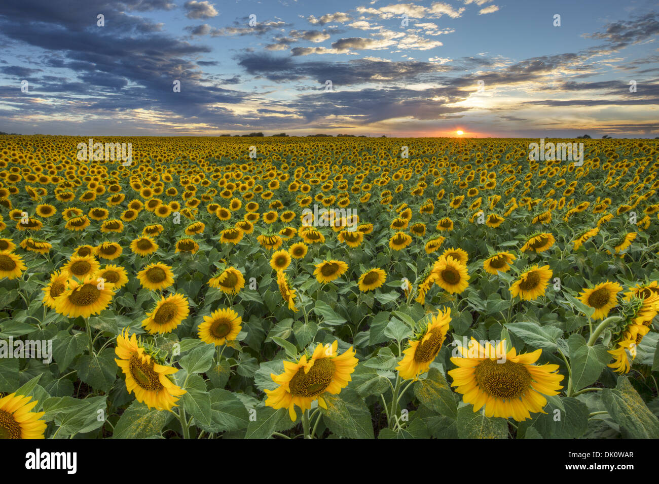 Die Sonne geht über ein Feld der goldene gelbe Sonnenblumen. Dieses Sonnenblumenfeld Bild stammt aus einer großen Ernte von Texas Wildblumen. Stockfoto