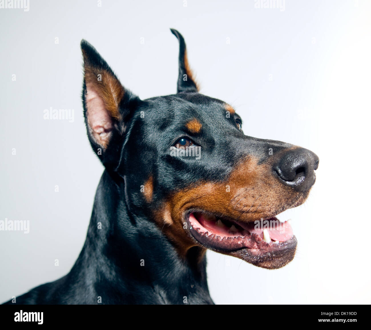Dobermann-Portrait auf einfachen Hintergrund Stockfoto