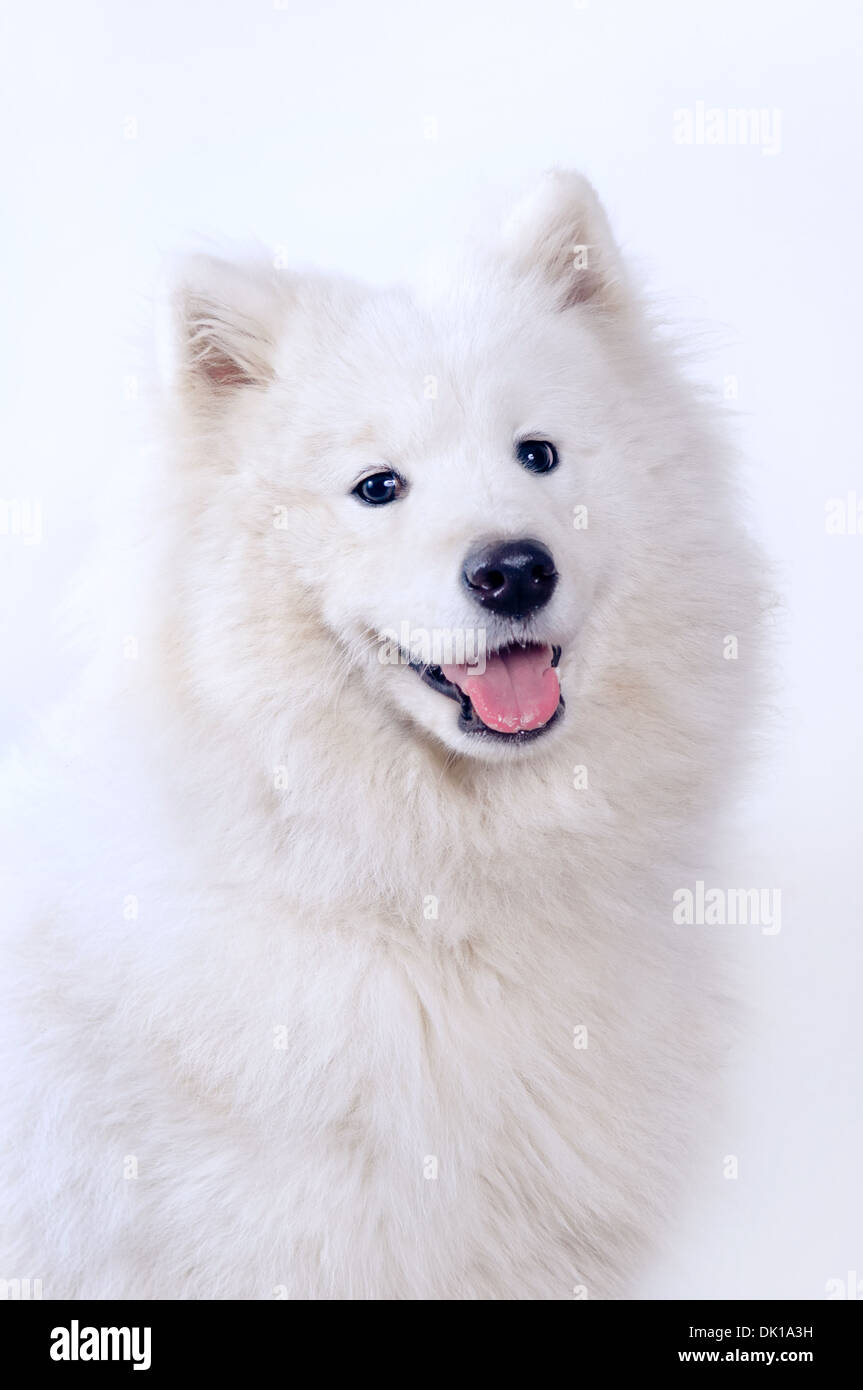 Samoyed Hund Portrait auf einfachen Hintergrund Stockfoto