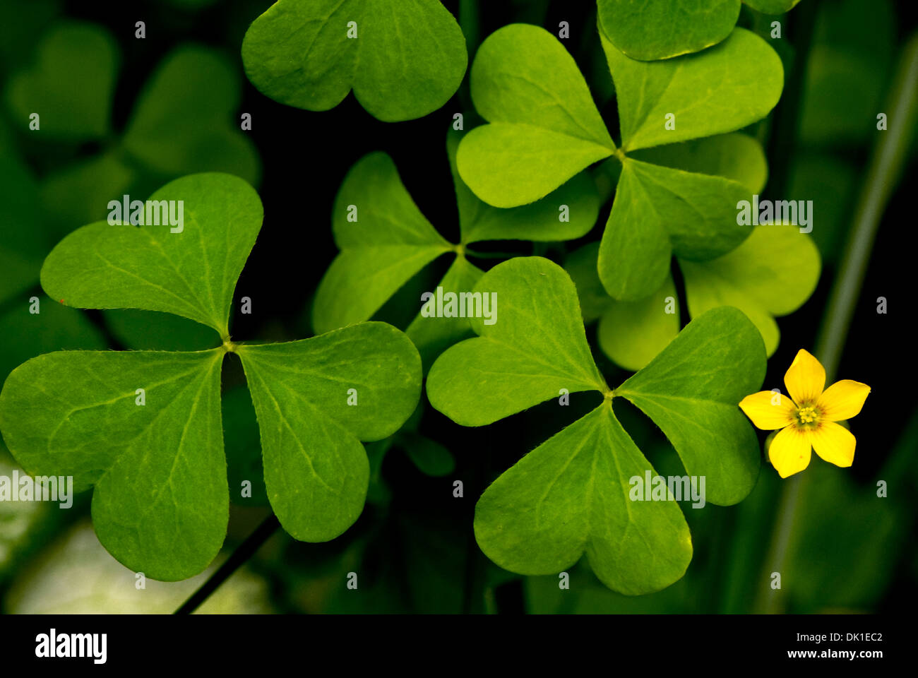 Sehr großen grünen Klee mit einem kleinen fünf doppelseitige Stern förmigen gelben Blume. Stockfoto