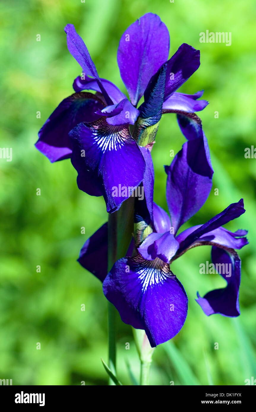 Oben in der lila Iris Blume, Nahaufnahme. Stockfoto