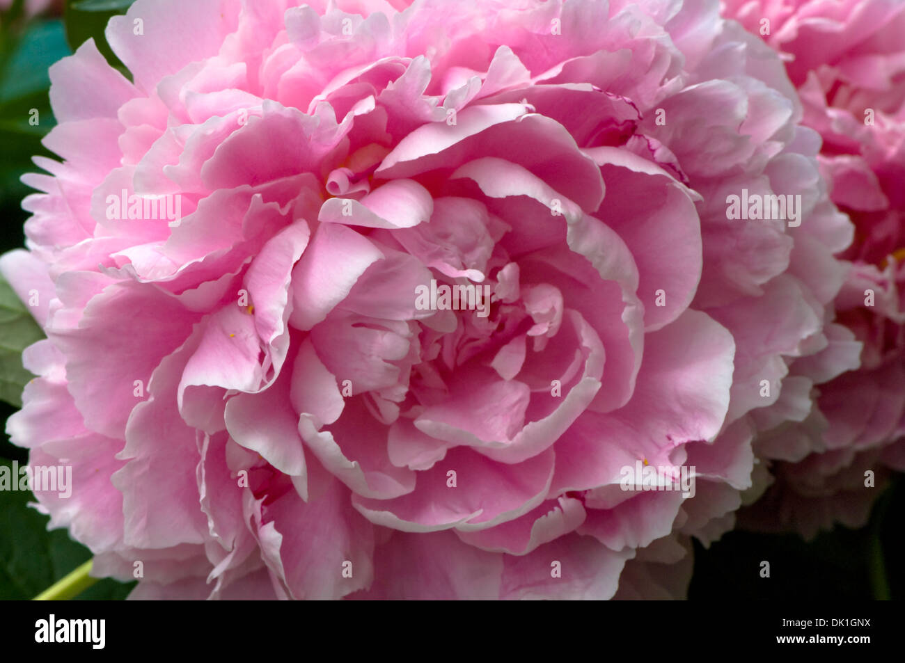 Rosa-weiße Pfingstrose Blume, Makro Nahaufnahme. Stockfoto