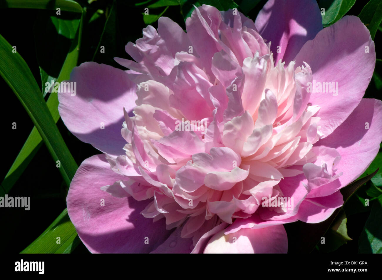 Rosa Pfingstrose Blüte im Frühjahr, Makro Nahaufnahme. Stockfoto