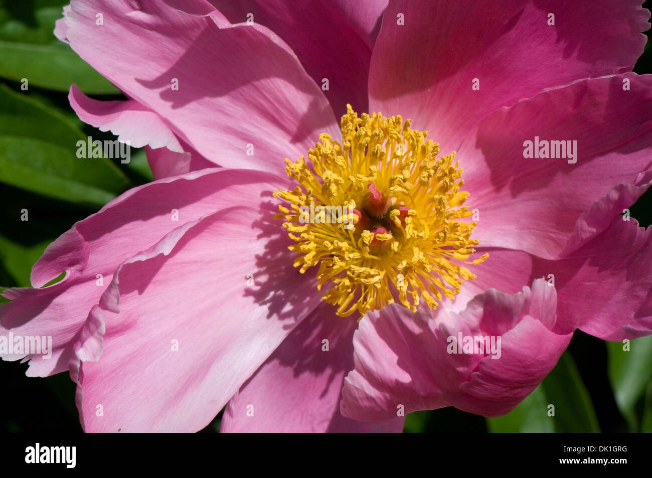 Rosa, Pfingstrose Blüte mit gelben Pollen gefüllt Center, verdreht Makro Nahaufnahme. Stockfoto