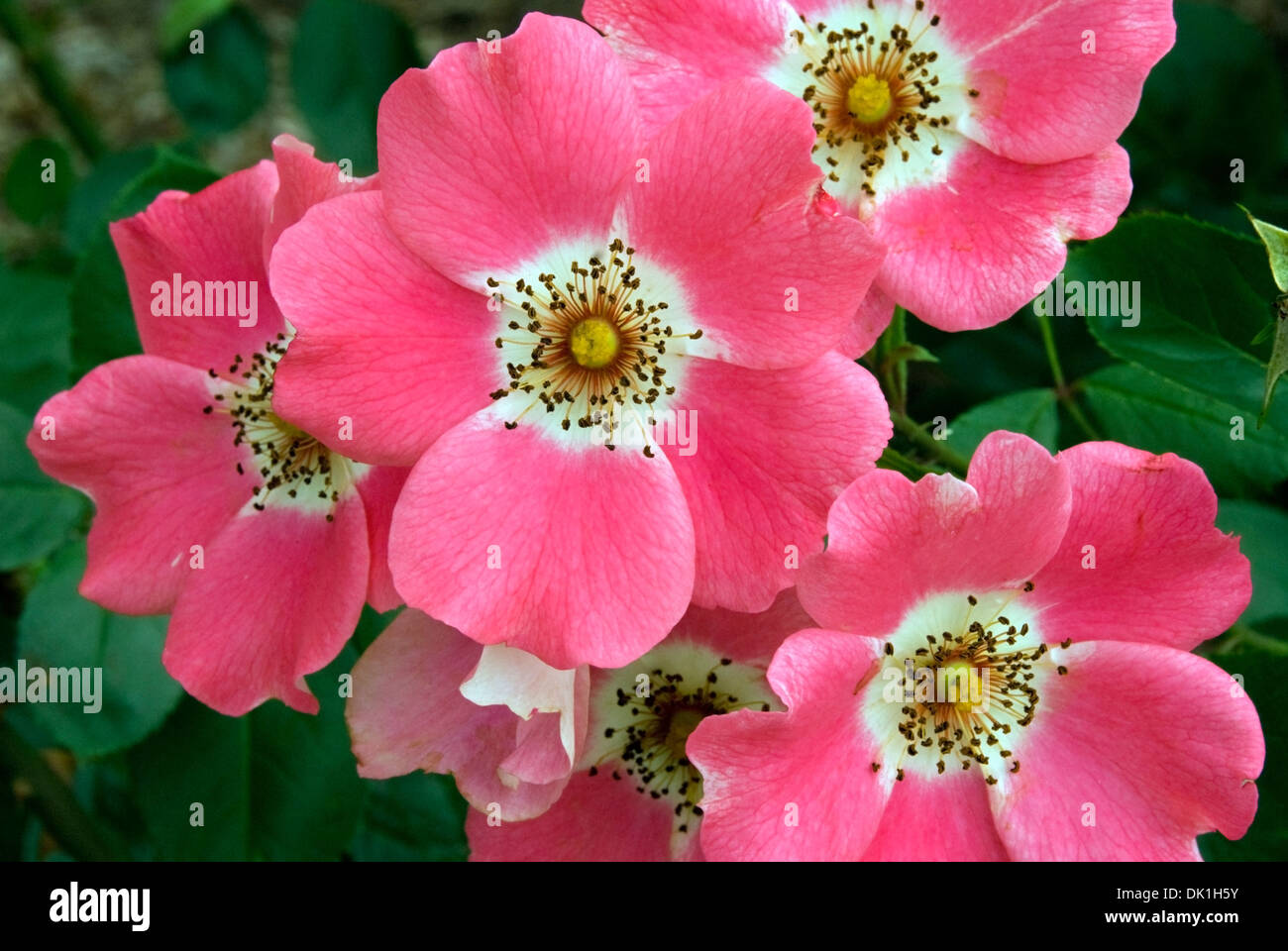 Rosa Rosen Blume mit braunen Stempel in einem weißen Mittelpunkt. Stockfoto