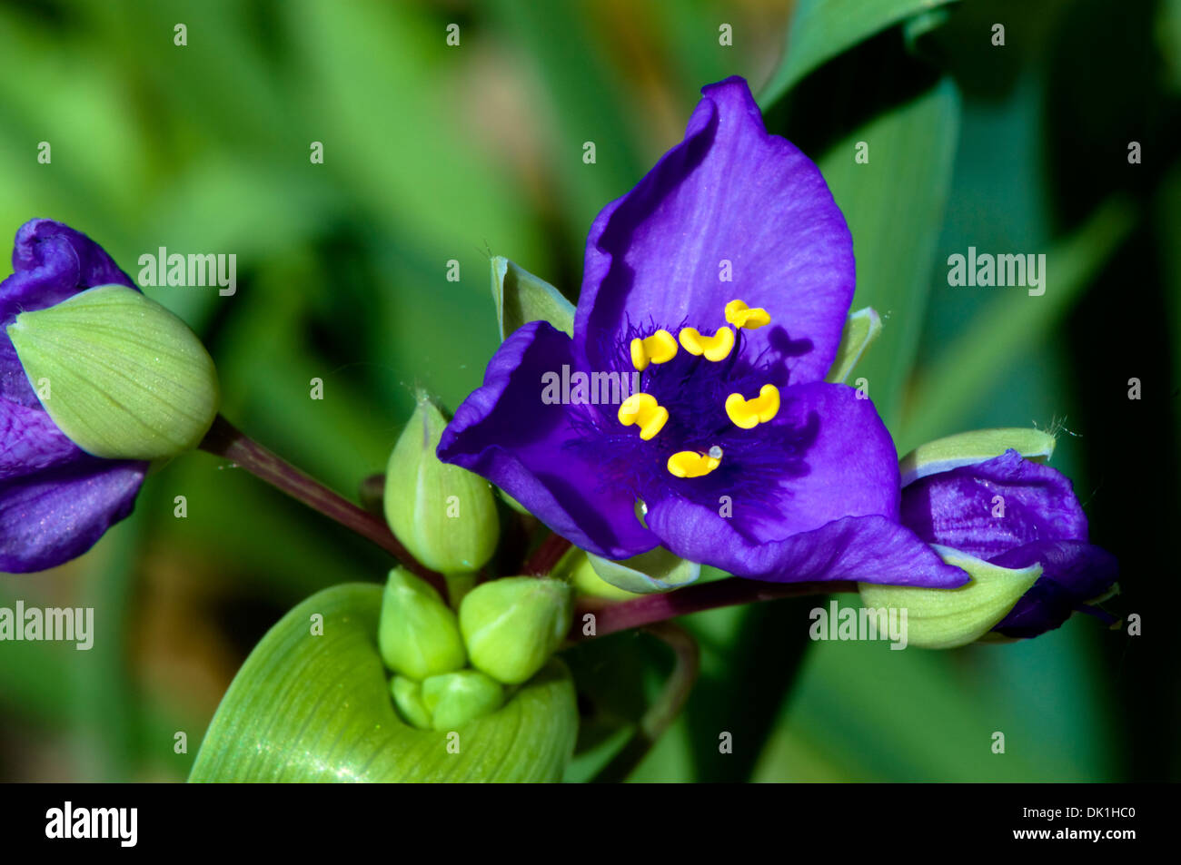 Schließen Sie herauf Bild einer Tradescantia Virginiana (Virginia Dreimasterblume) mehrjährige Blume. Stockfoto