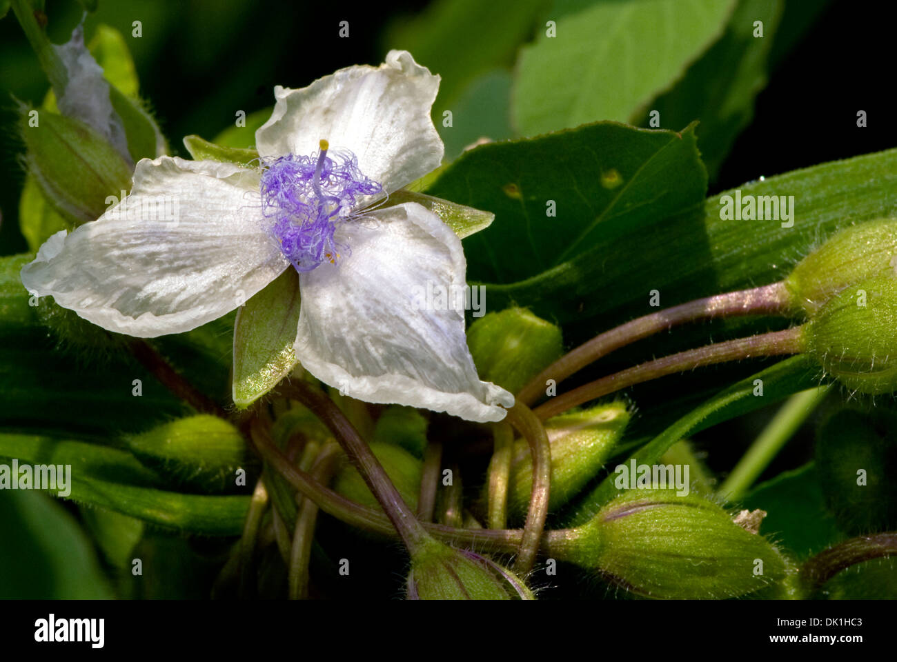 Schließen Sie herauf Bild einer weißen und lila Tradescantia Virginiana (Virginia Dreimasterblume) mehrjährige Blume. Stockfoto