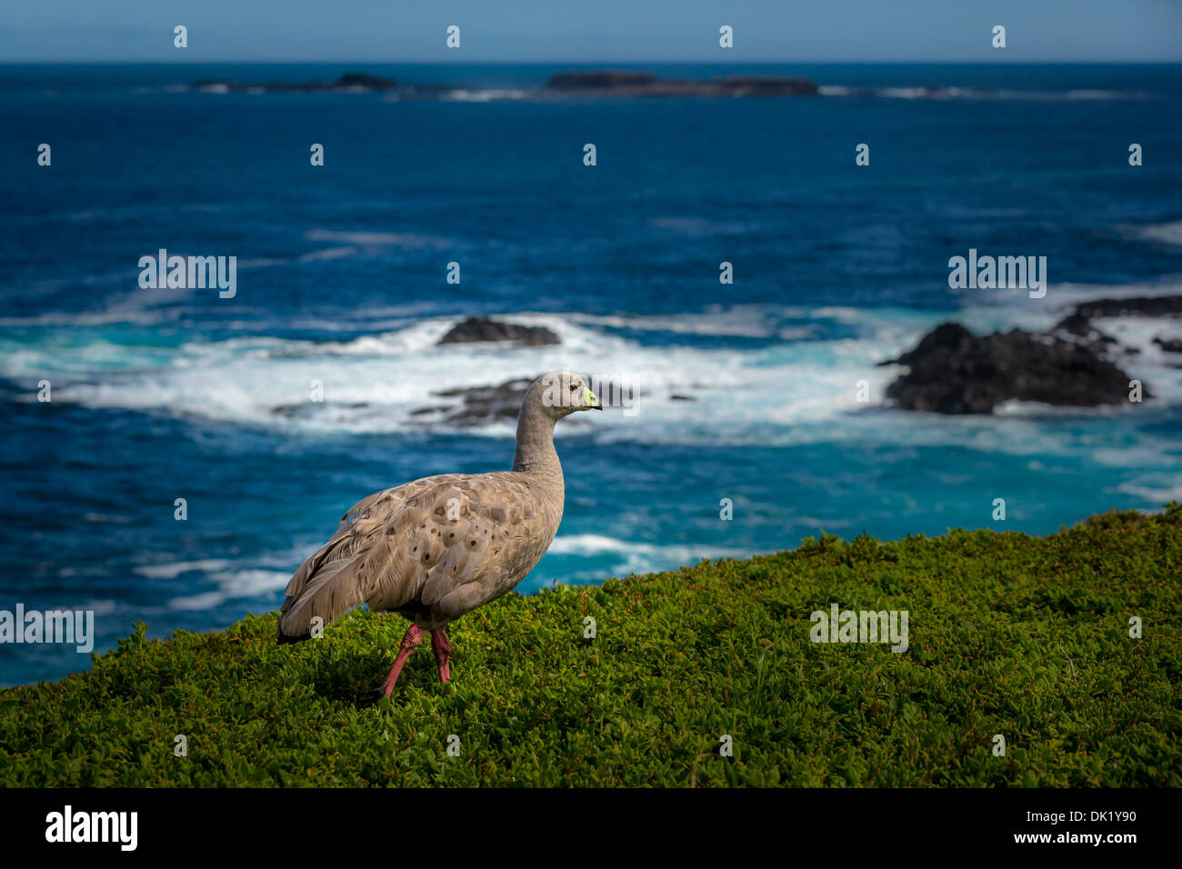 Cape kargen Gans (Cereopsis Novaehollandiae), Phillip Island, Victoria, Australien Stockfoto