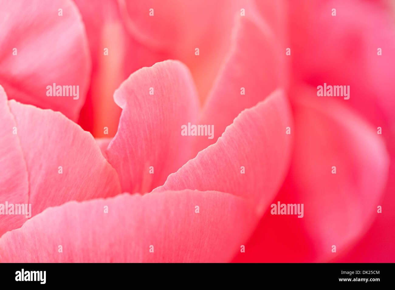 Full-Frame Nahaufnahme Detail rosa Pfingstrose Blütenblätter Stockfoto