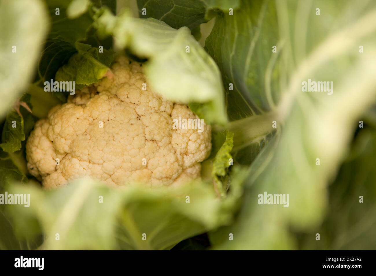 Full-Frame-Detail aus direkt oben Nahaufnahme von Bio Blumenkohl wachsen im Garten Stockfoto