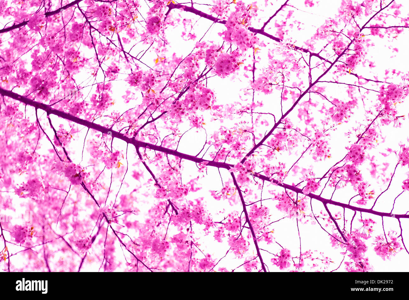 Nahaufnahme niedrigen Winkel von rosa Kirschblüten auf Spring branch Stockfoto