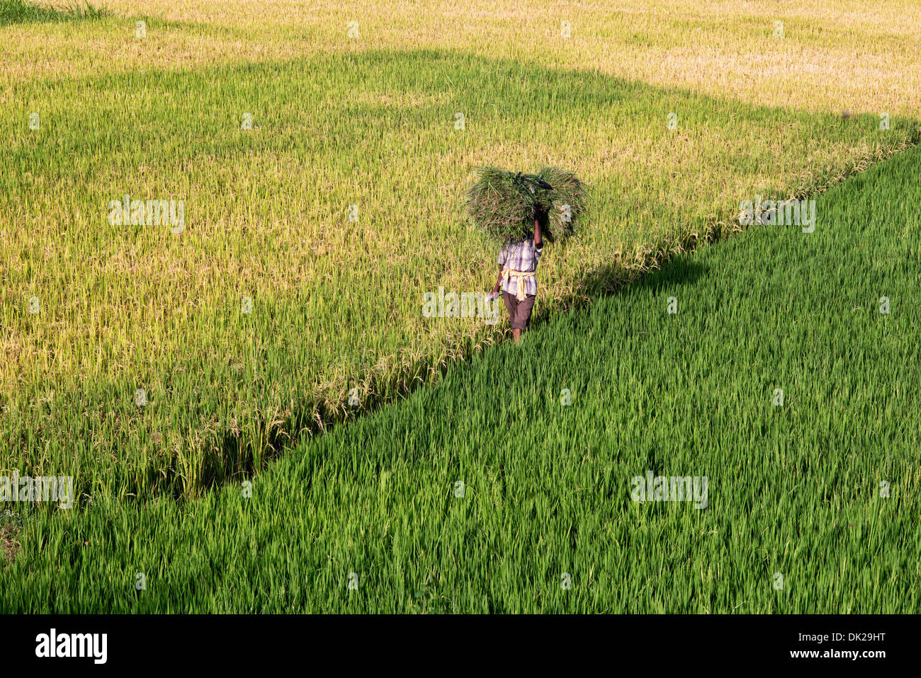Indischer Mann mit Grasschnitt zu Fuß durch Reisfelder in Indien. Andhra Pradesh, Indien Stockfoto