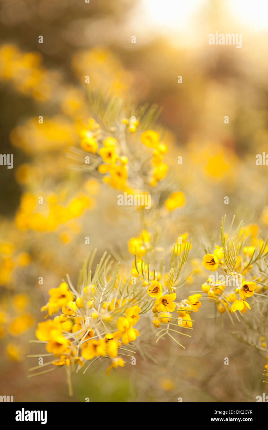 Nahaufnahme eines gelben Wildblumenwiese Stockfoto