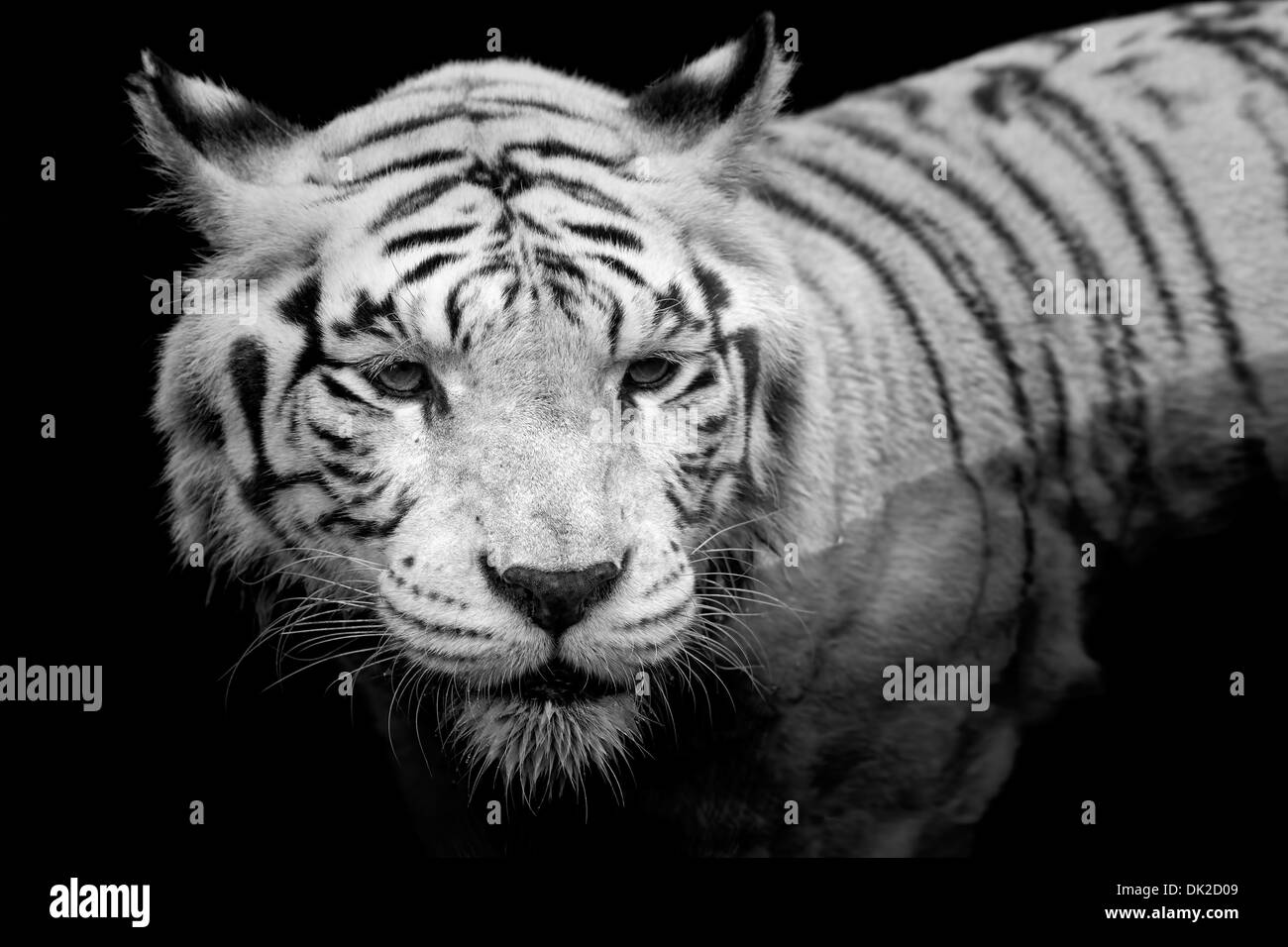 Seltener weißer tiger -Fotos und -Bildmaterial in hoher Auflösung – Alamy