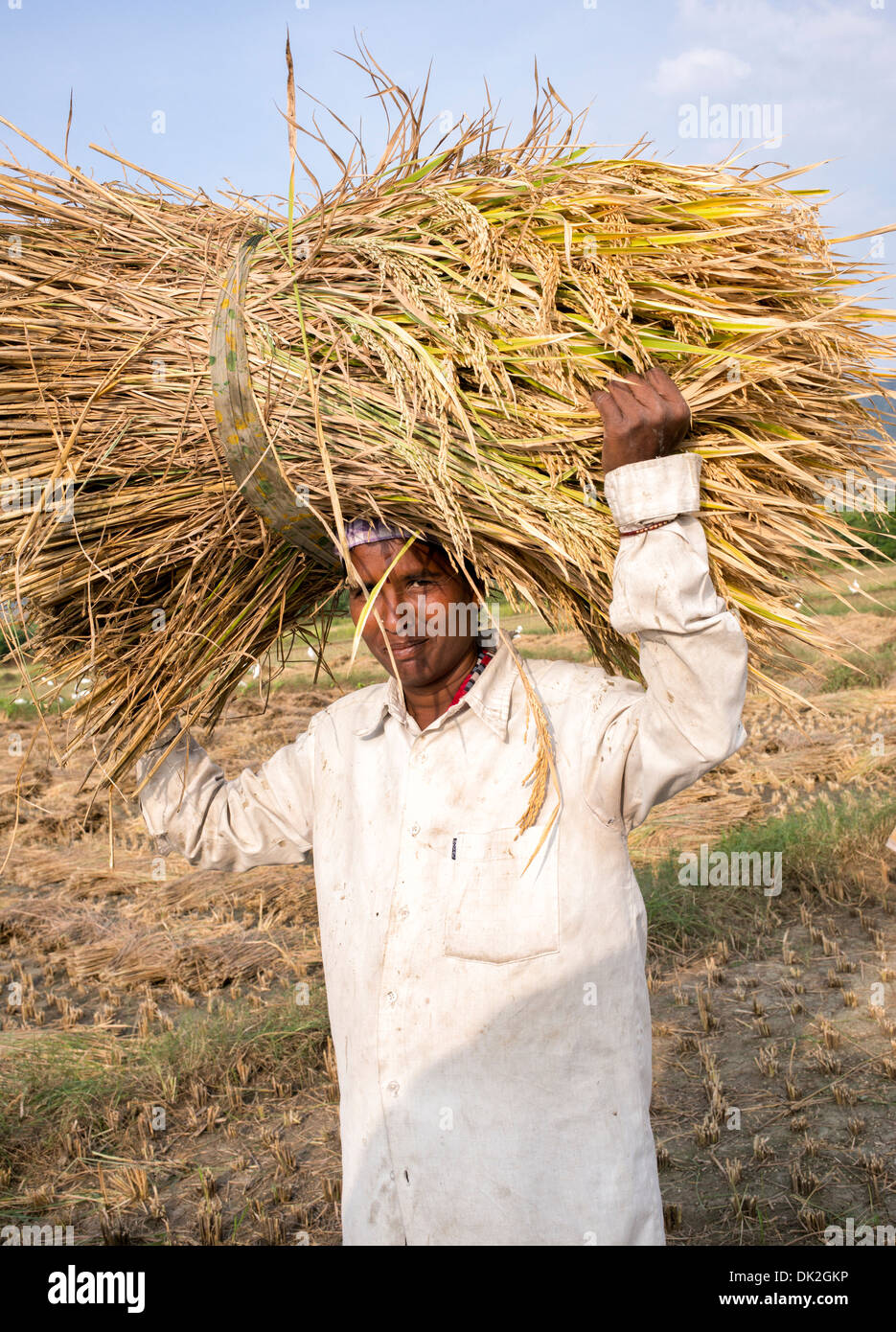 Indische Frau, die ein Bündel von geschnittenen Reispflanzen auf dem Kopf während der Ernte. Andhra Pradesh, Indien Stockfoto