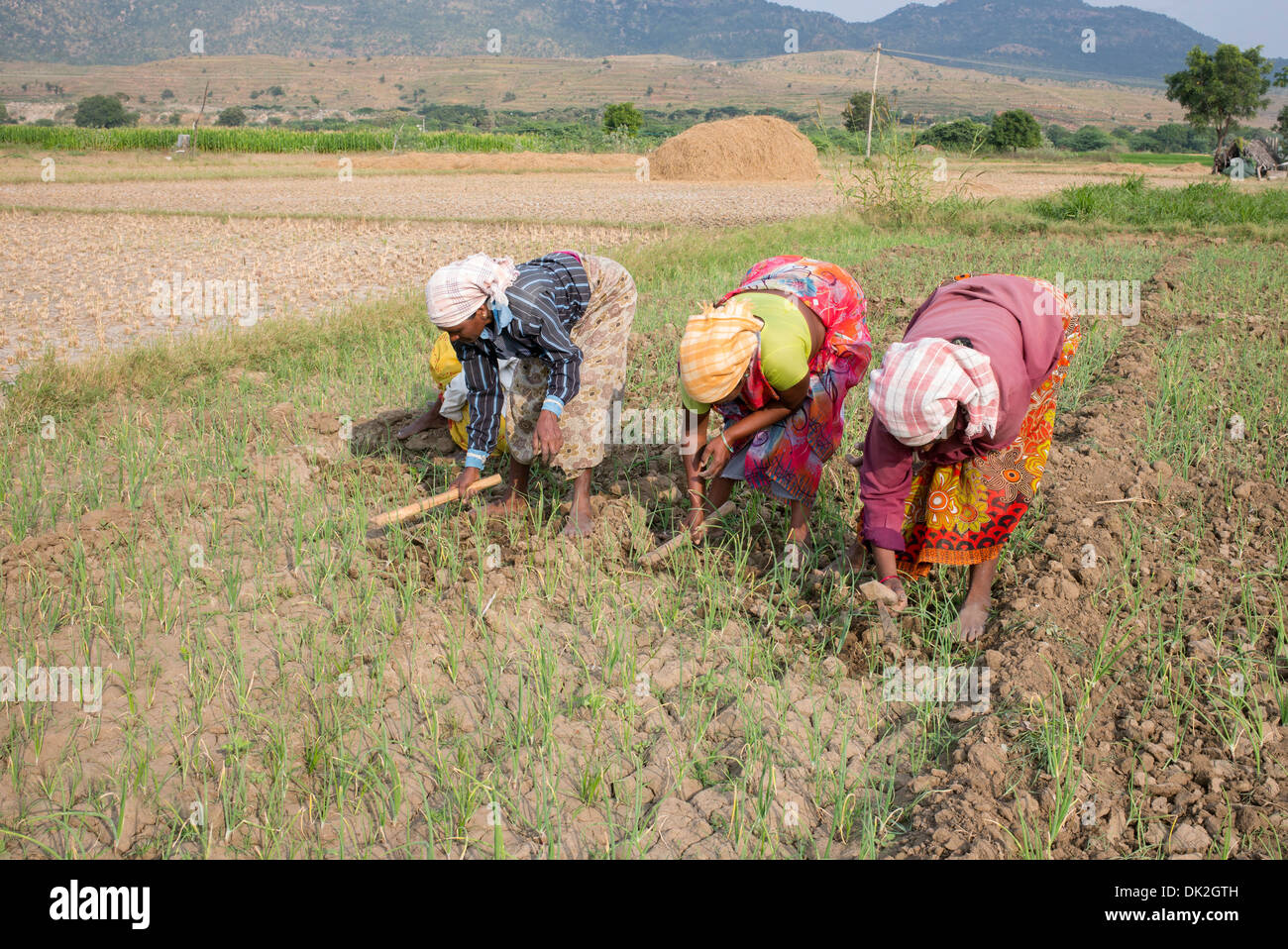Indische Frauen Pflügen des harten Bodens in einem Feld angebauten Zwiebeln. Andhra Pradesh, Indien Stockfoto