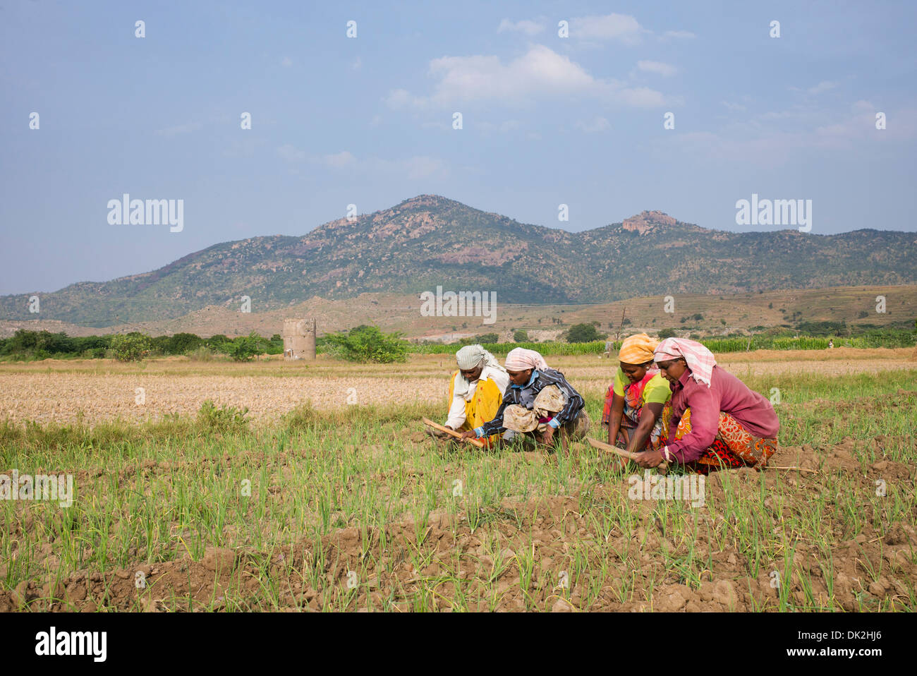Indische Frauen Pflügen des harten Bodens in einem Feld angebauten Zwiebeln. Andhra Pradesh, Indien Stockfoto