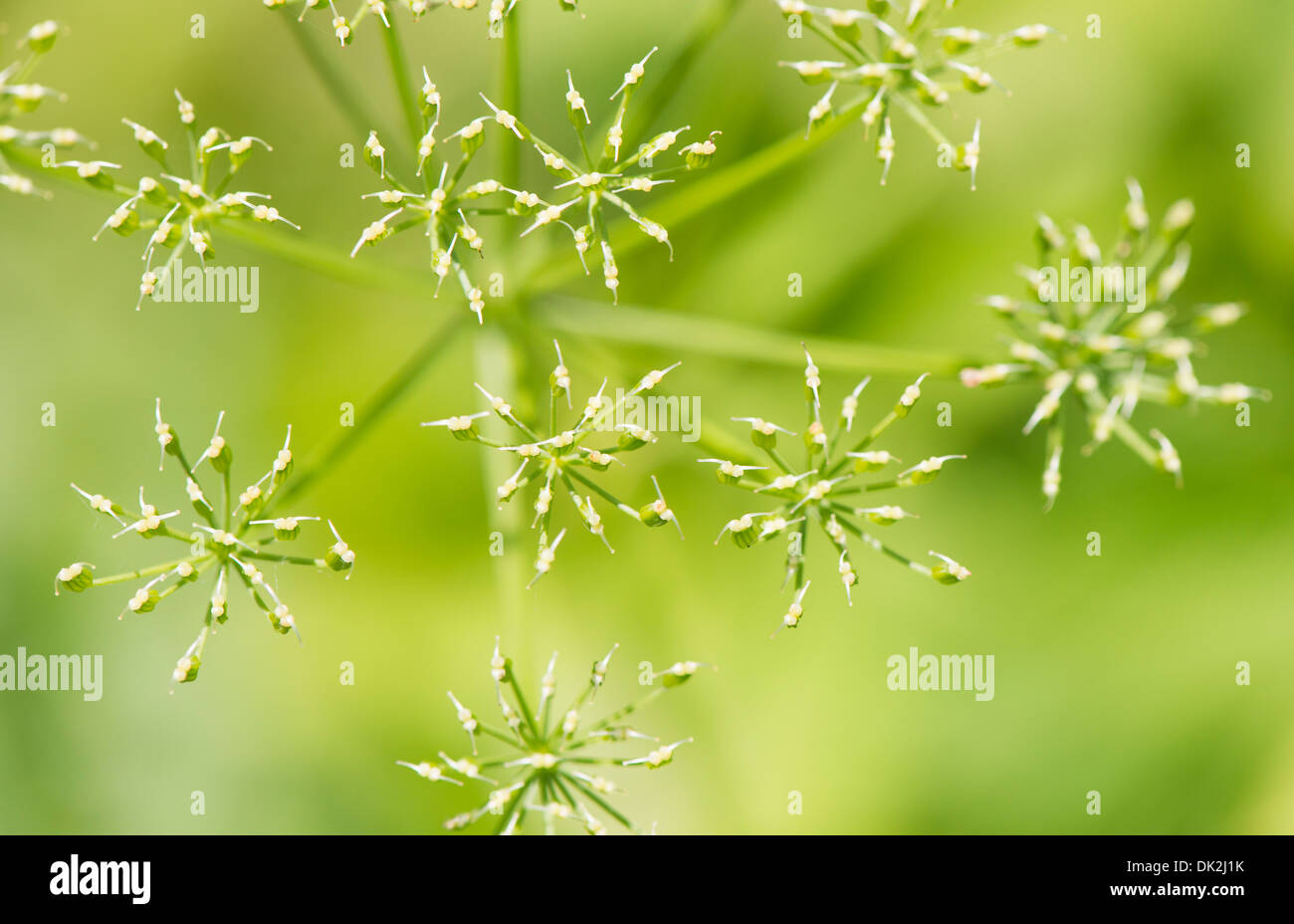 Natur-Detail. Nahaufnahme der Blüte mit grünem Hintergrund. Stockfoto