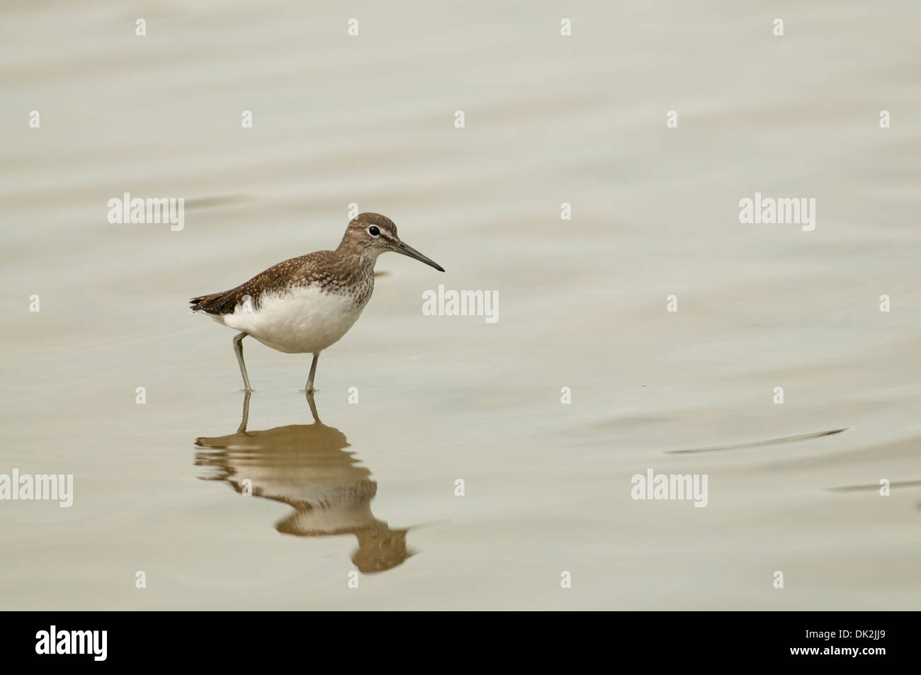 Grüne Flussuferläufer (Tringa Ochropus) auf Herbst Passage, auf Nahrungssuche in einem flachen See Stockfoto