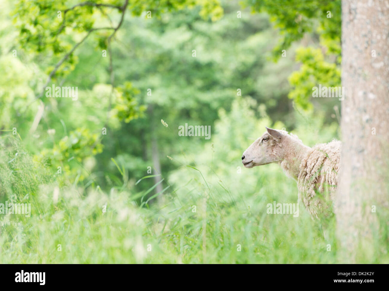 Ein Schaf stehend in üppigen grünen Wald Stockfoto