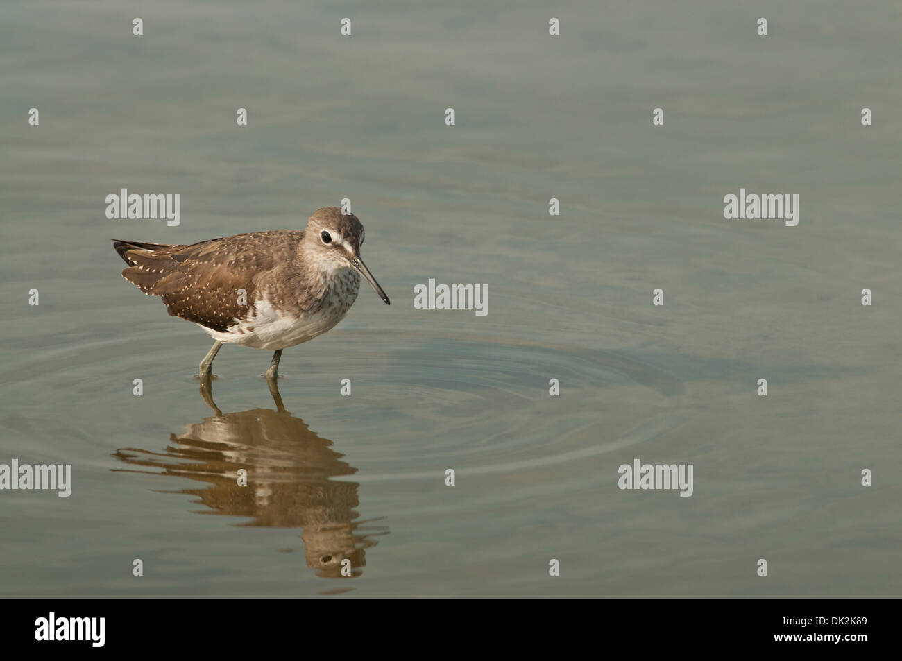 Grüne Flussuferläufer (Tringa Ochropus) auf Herbst Passage, auf Nahrungssuche in einem flachen See Stockfoto
