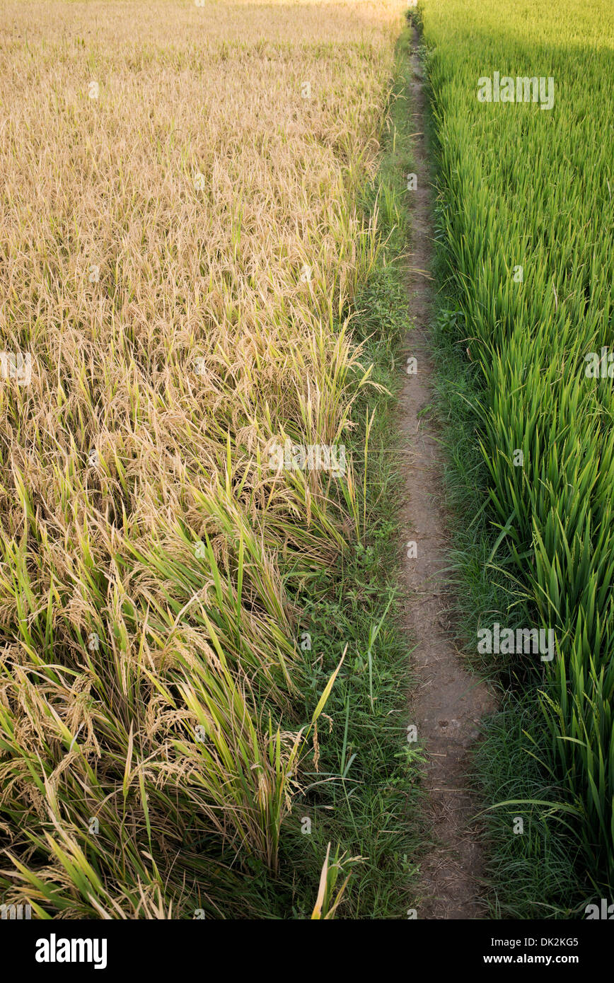 Reife Reispflanzen in Indien bereit für die Ernte. Andhra Pradesh, Indien Stockfoto