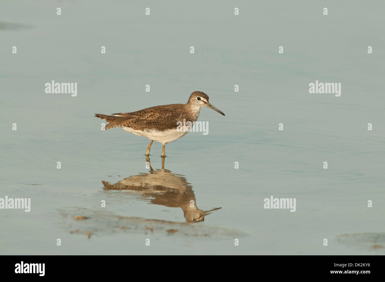 Grüne Flussuferläufer (Tringa Ochropus) auf Herbst Passage, auf Nahrungssuche in einem flachen See Stockfoto