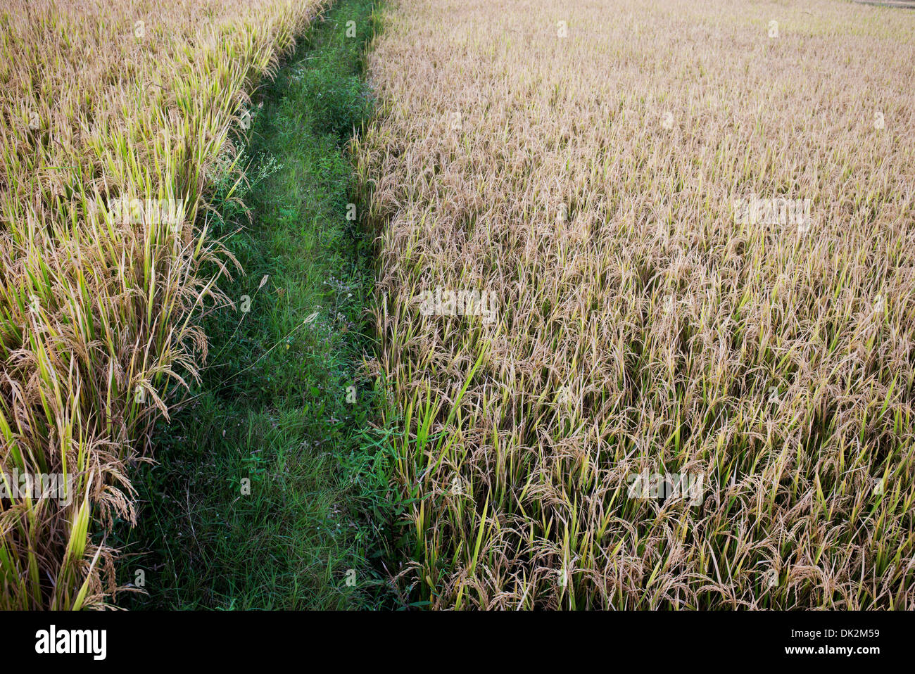 Reife Reispflanzen in Indien bereit für die Ernte. Andhra Pradesh, Indien Stockfoto