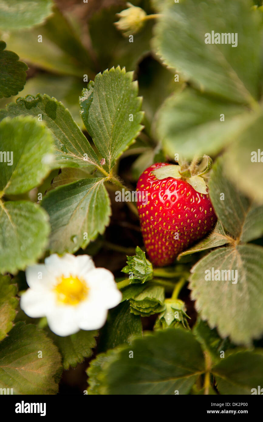 Hohen Winkel Nahaufnahme von Bio Erdbeere Pflanze mit Blüten im Garten Stockfoto