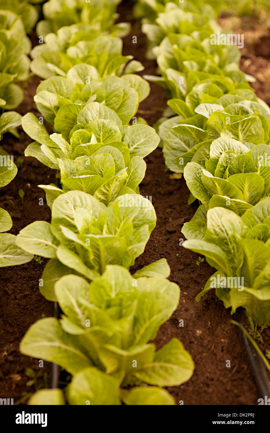 Erhöhte Ansicht des organischen grünen Kopfsalat wachsen in Zeilen Stockfoto