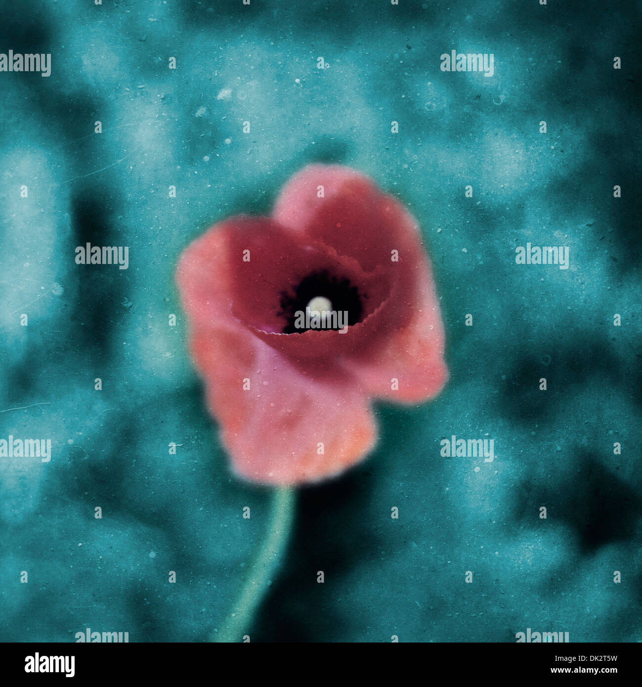 Mohn-Nahaufnahme Stockfoto