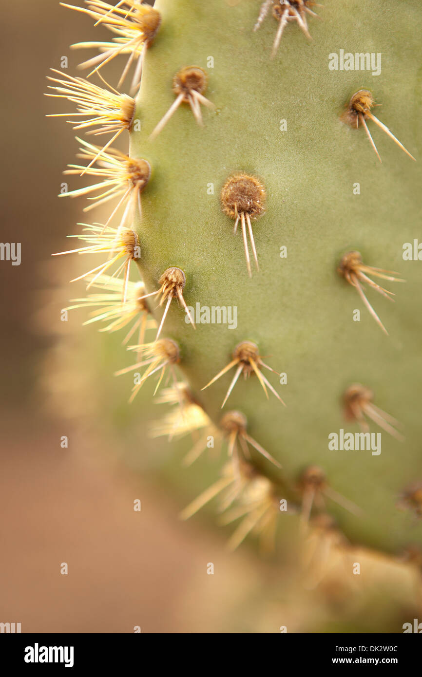 Nahaufnahme Detail Dornenkrone auf stacheligen grüner Kaktus Stockfoto