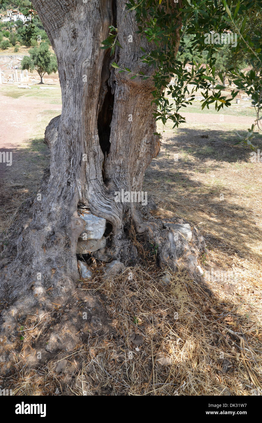 Wurzel des alten Olivenbaum Stockfotografie - Alamy
