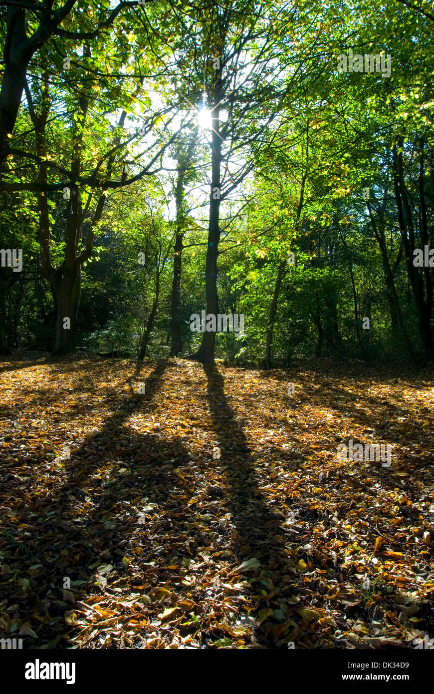 Bäume in einem Wald mit Lichteinfall durch Äste, Herbst, Wald, Schatten, Blätter, Baldachin Stockfoto
