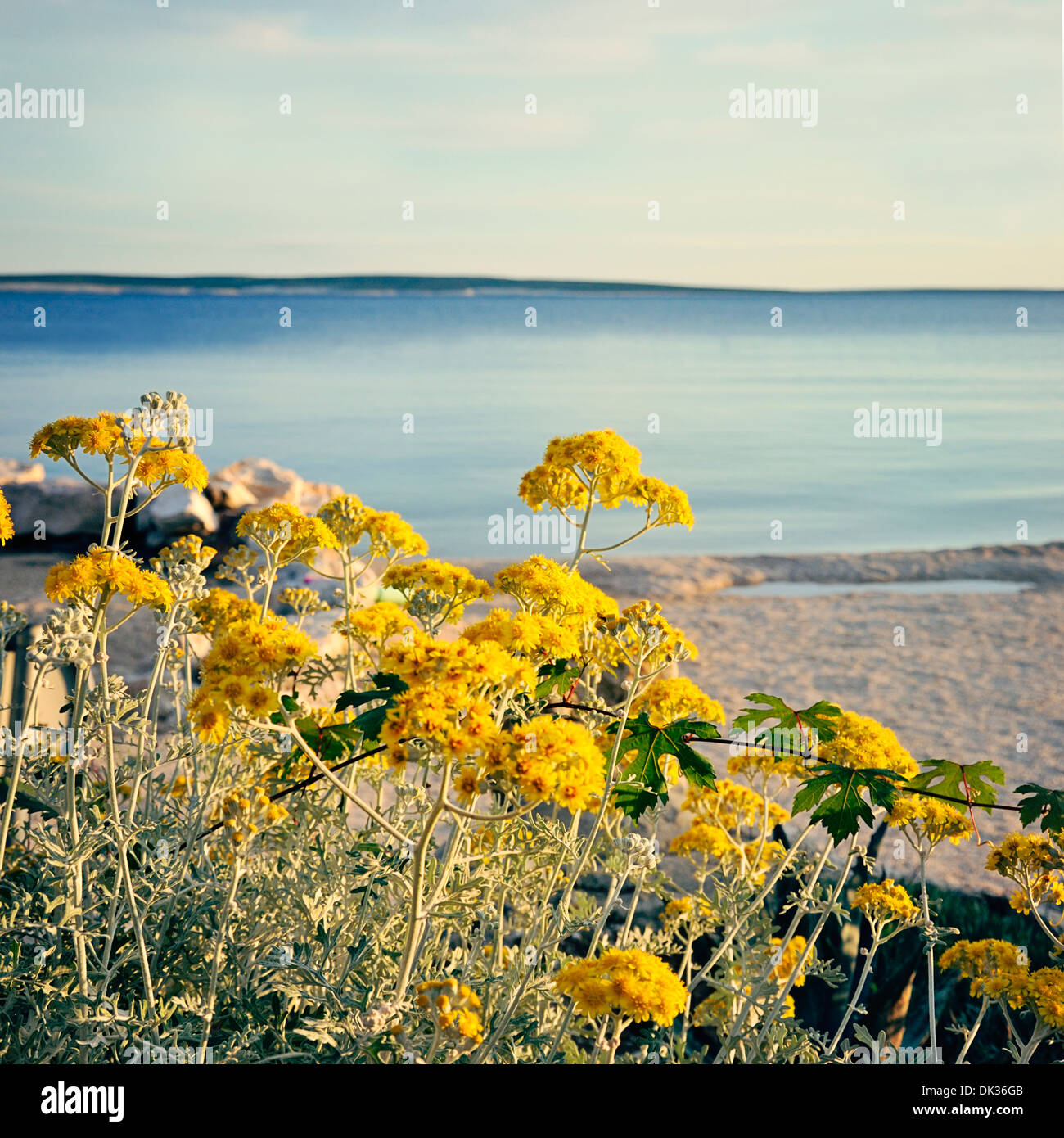 Gelbe Blumen auf den Strand, Insel Pag, Kroatien, Europa Stockfotografie