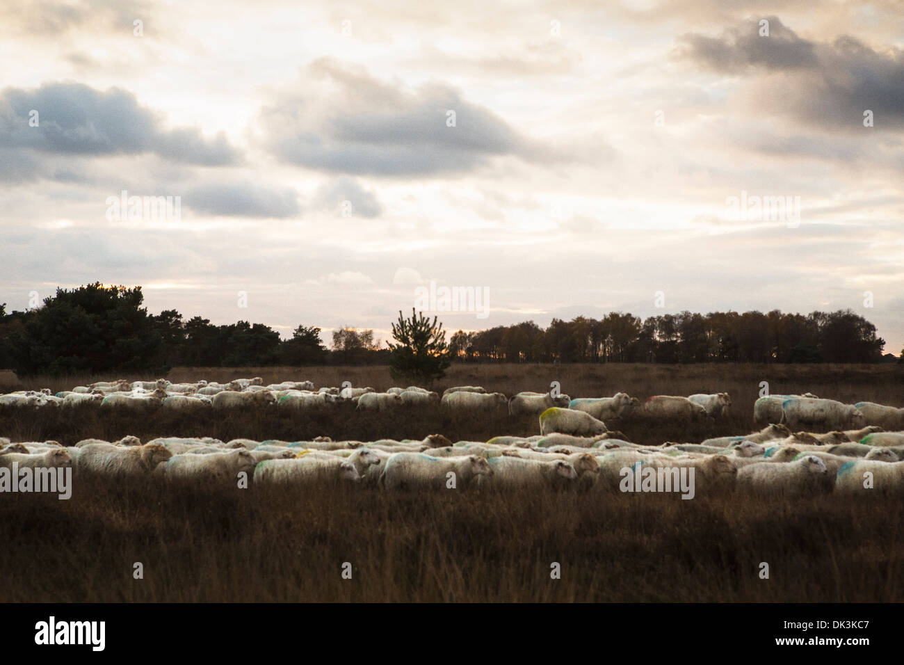 Herde von Schafen (kempisch Heideschaap ist offiziell Slow food) an der trabrechtse Heide' in Lierop in den Niederlanden Stockfoto