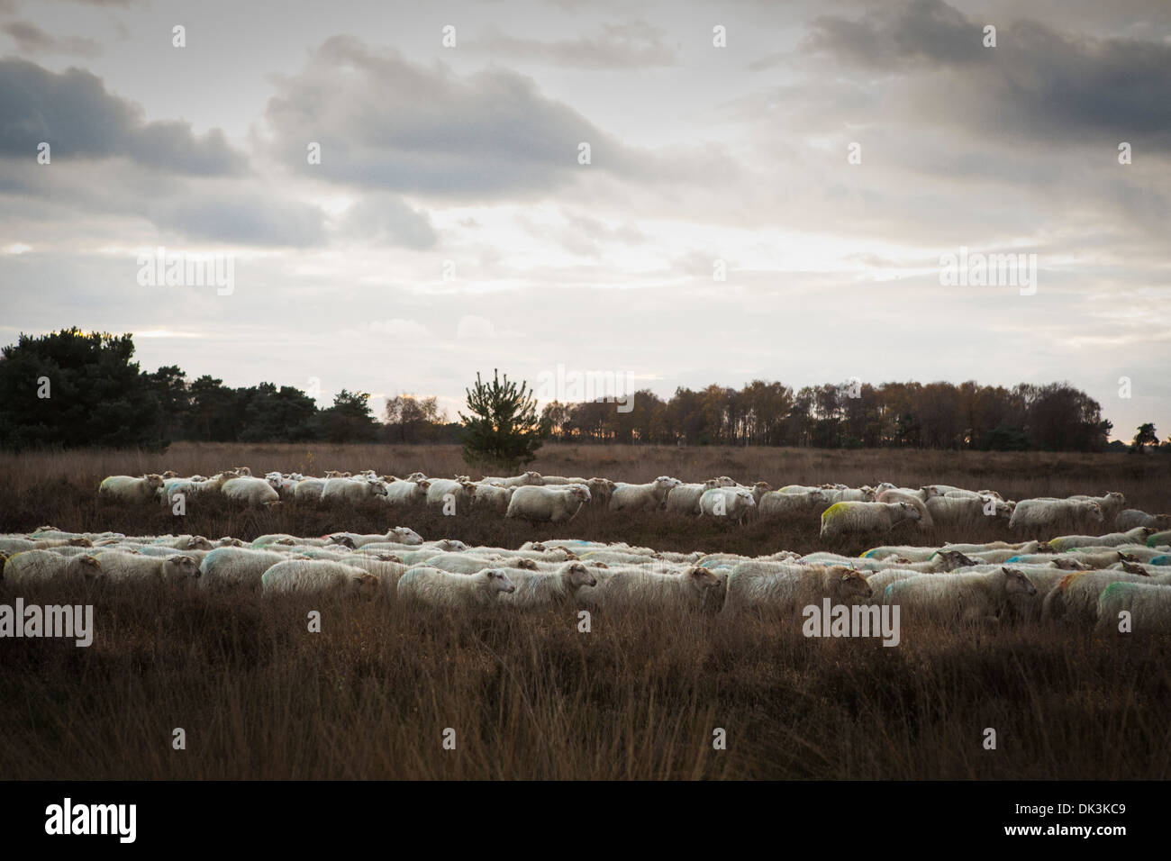 Schafherde (offiziell Slowfood) an der "Strabrechtse Heide" in Lierop in den Niederlanden Stockfoto