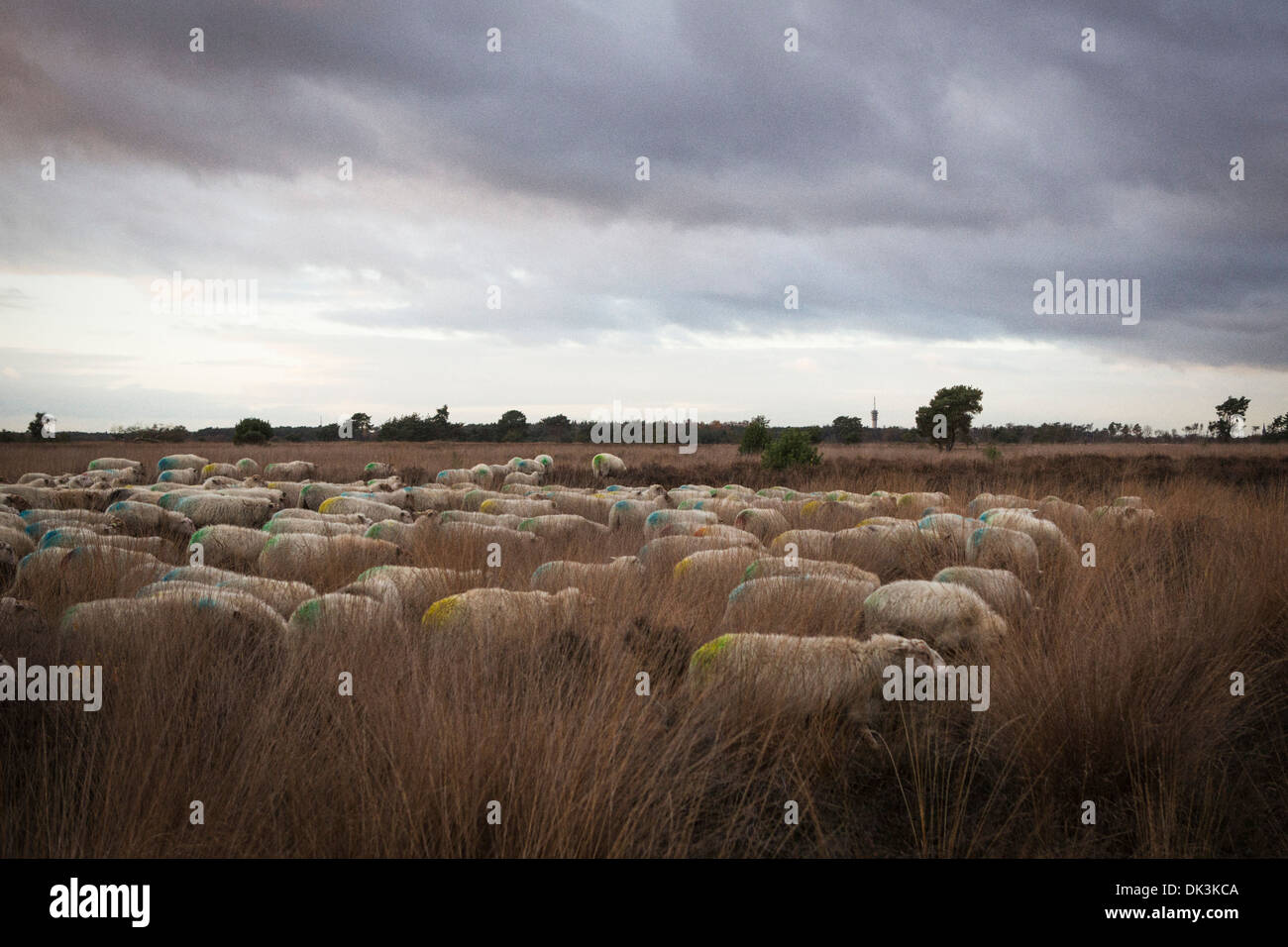 Herde von Schafen (kempisch Heideschaap ist offiziell Slow food) an der trabrechtse Heide' in Lierop in den Niederlanden Stockfoto