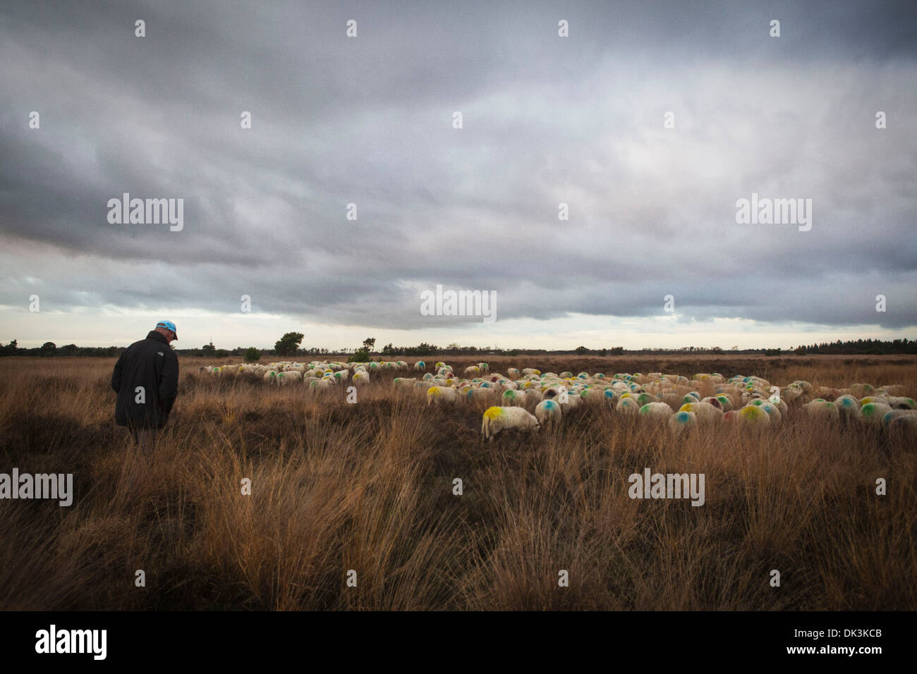 Schäfer mit einer Herde von Schafen (offiziell Slowfood) an der "Strabrechtse Heide" auf der Heide in Lierop in den Niederlanden Stockfoto