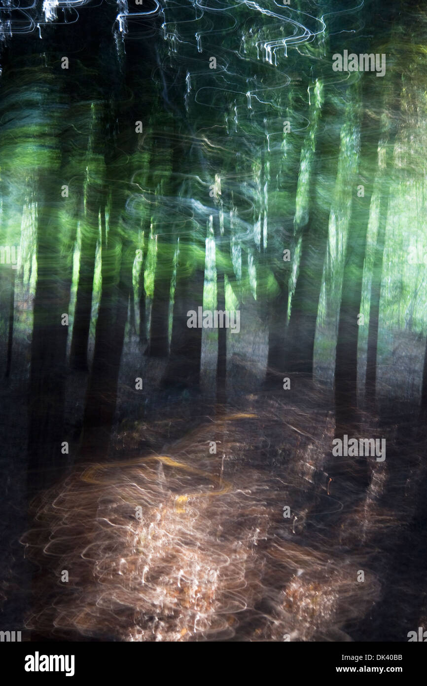 Wald-Licht und Schatten Stockfoto