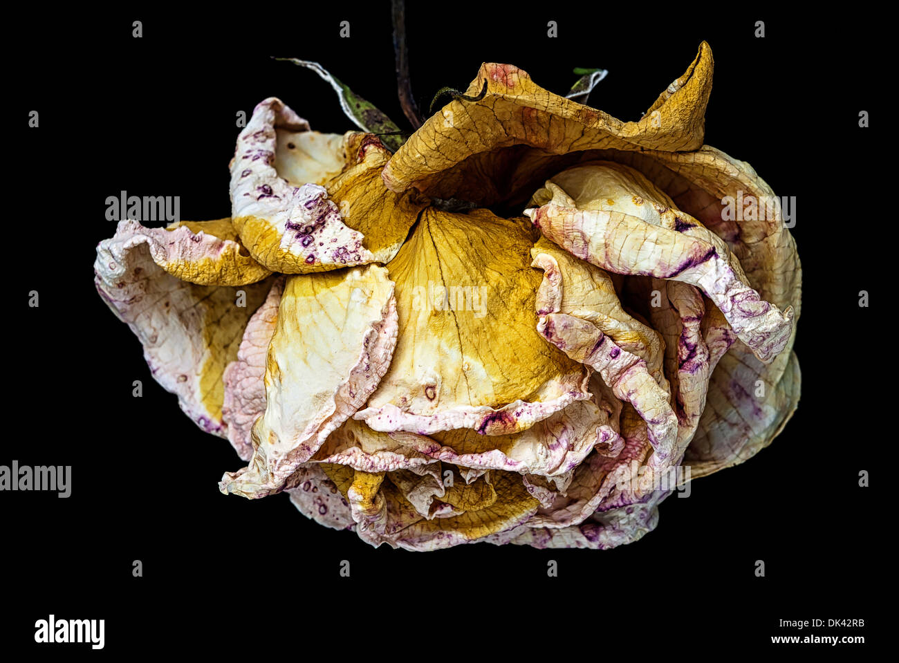 Rose auf einem schwarzen Hintergrund zu sterben. Stockfoto