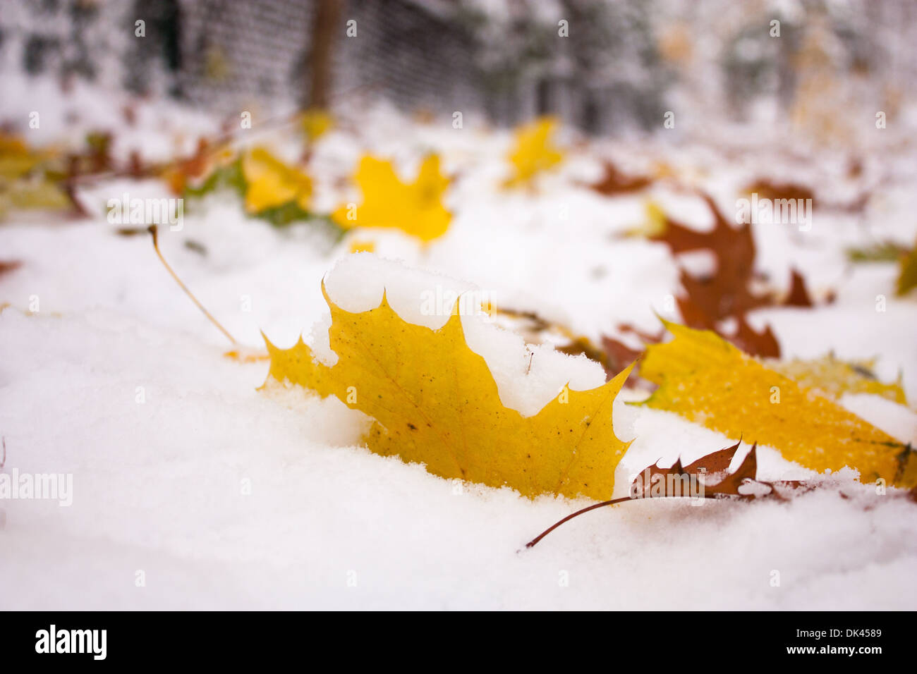 Eine Anfang November Schneesturm in London Ontario Kanada gemacht für einen interessanten Kontrast von farbigen Blätter im Schnee. Stockfoto