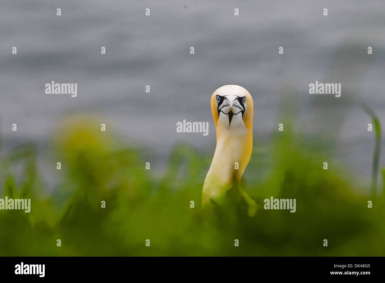 Northern Gannet Balz, Inter twinning-Köpfe in Balz Stockfoto