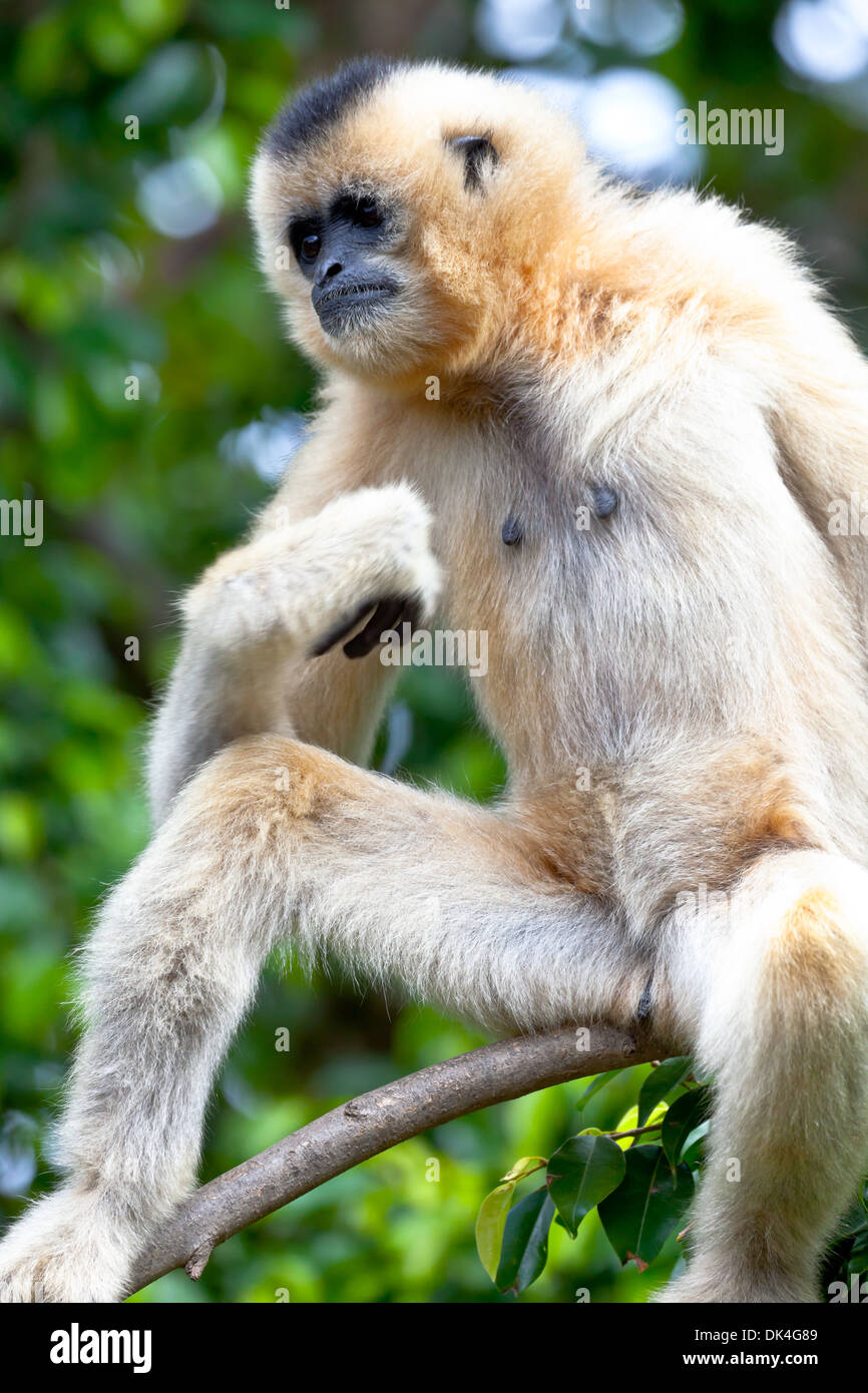 Kostbare Exemplar von Gibbon goldenen Wangen Stockfoto