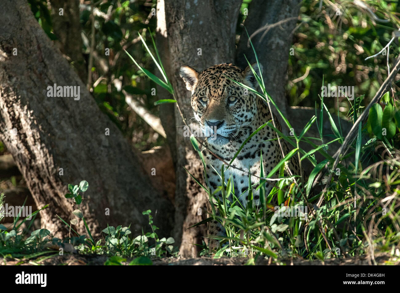 Jaguar, entstehende Vegetation im Pantanal-Region von Brasilien Stockfoto