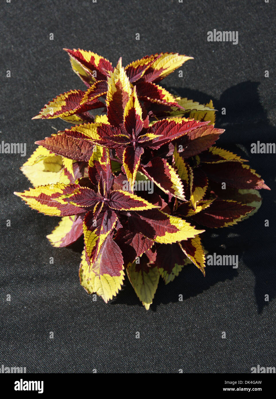 Dunkel rot und gelb Buntnessel Solenostemon Scutellarioides, Lamiaceae. Garten-Sorte. Stammt aus Südostasien und Malaysia. Stockfoto