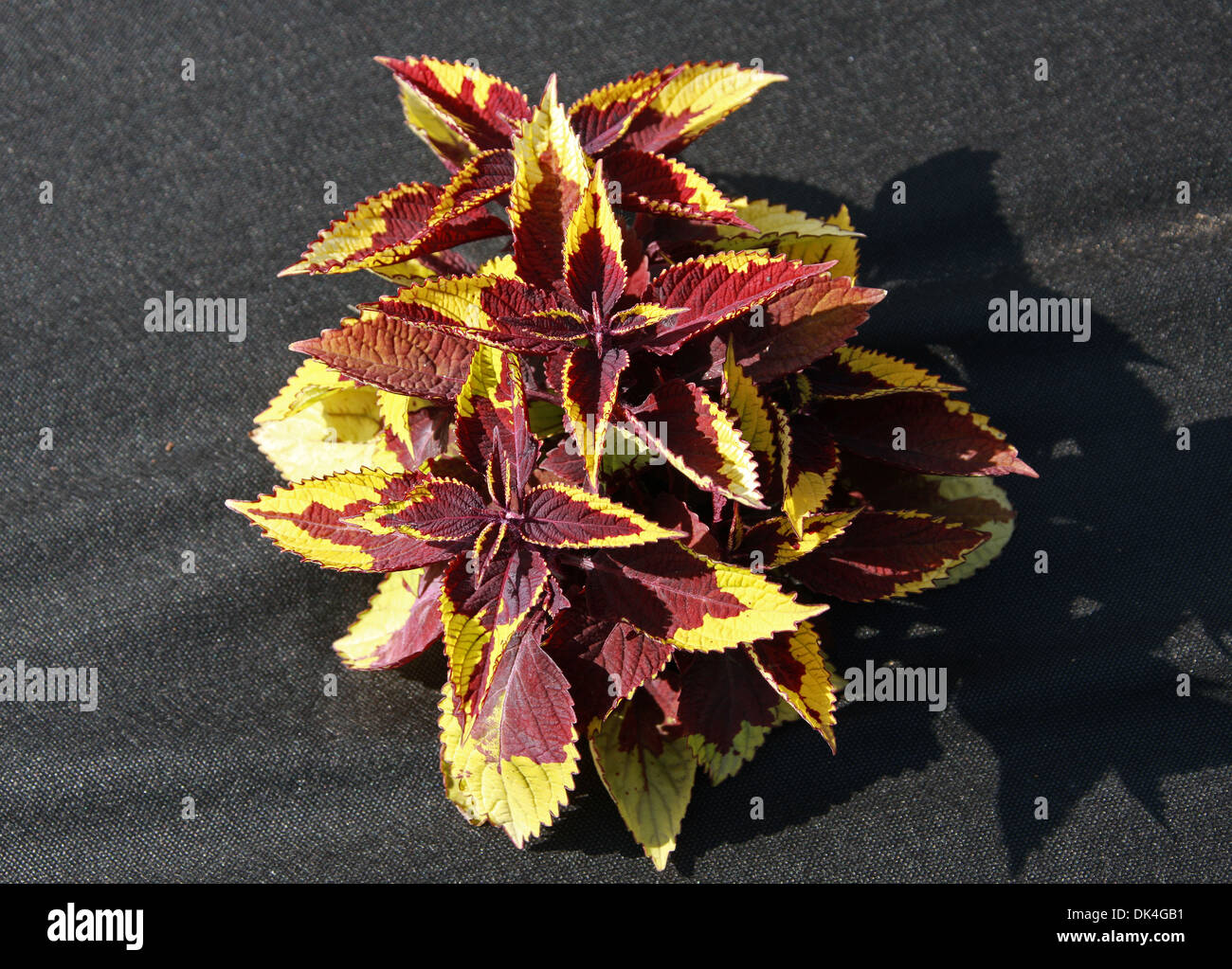 Dunkel rot und gelb Buntnessel Solenostemon Scutellarioides, Lamiaceae. Garten-Sorte. Stammt aus Südostasien und Malaysia. Stockfoto