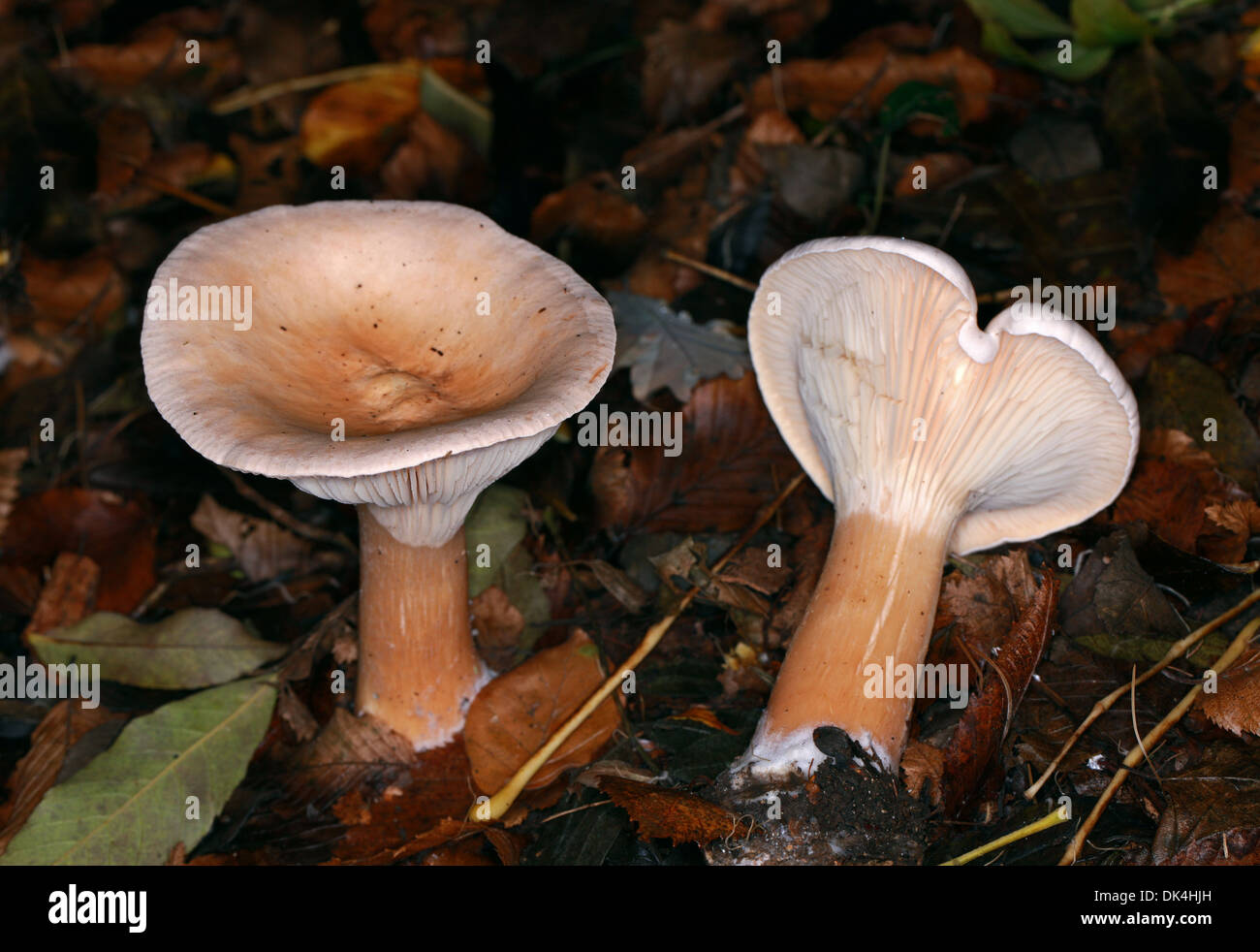 Trooping Trichter Pilz, Clitocybe Geotropa, Tricholomataceae. Stockfoto