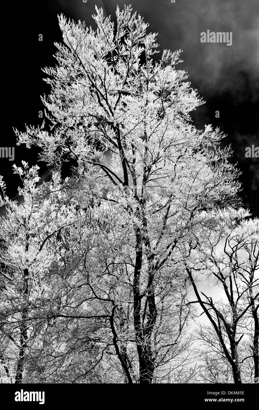 Deutschland, Natur Park Odenwald: Winterbäume mit weißen Raureif bedeckt Stockfoto